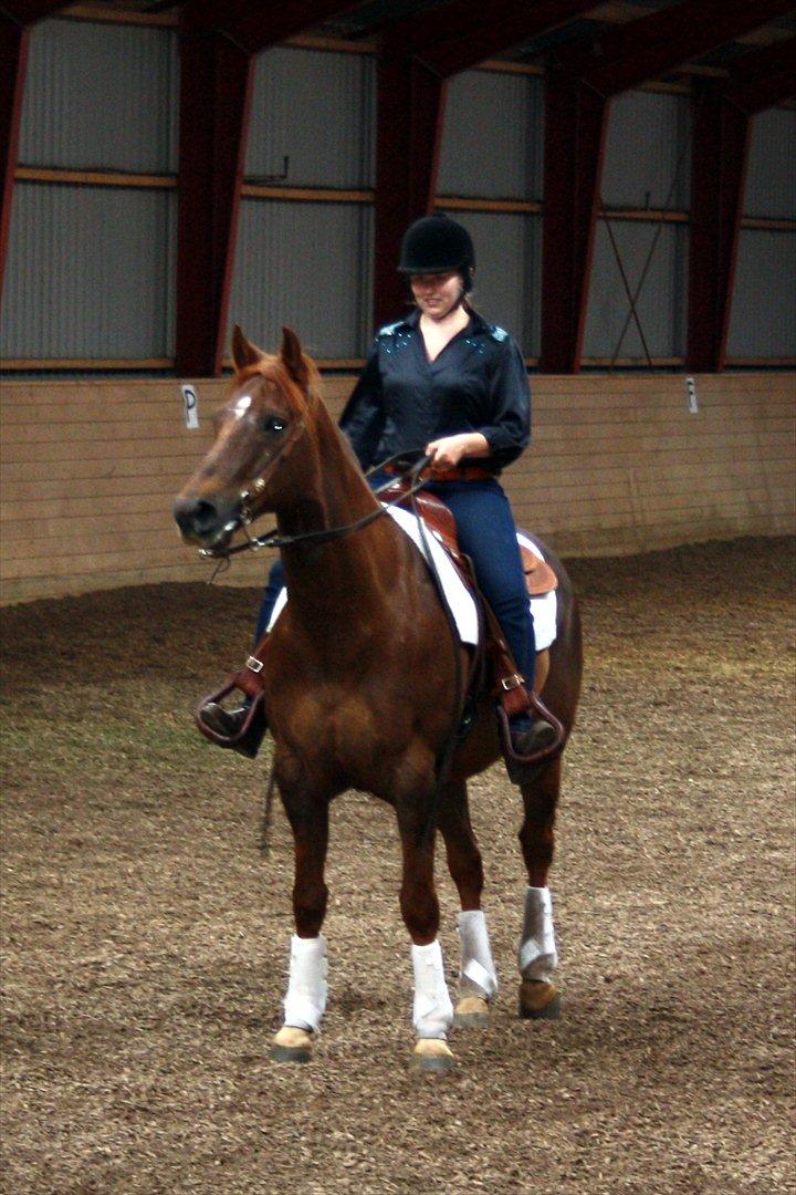 Quarter Victory Mollys Dandy - Dandy til sit første dressur stævne :) billede 7