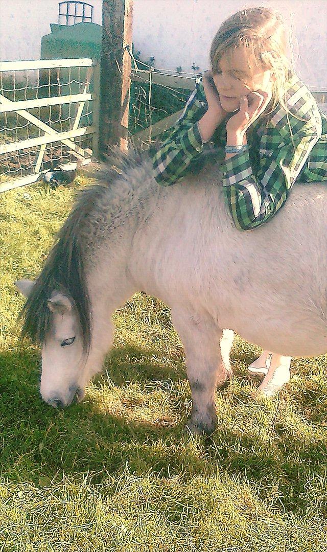 Anden særlig race Star - feriepony - Når du endelig er rolig... billede 4