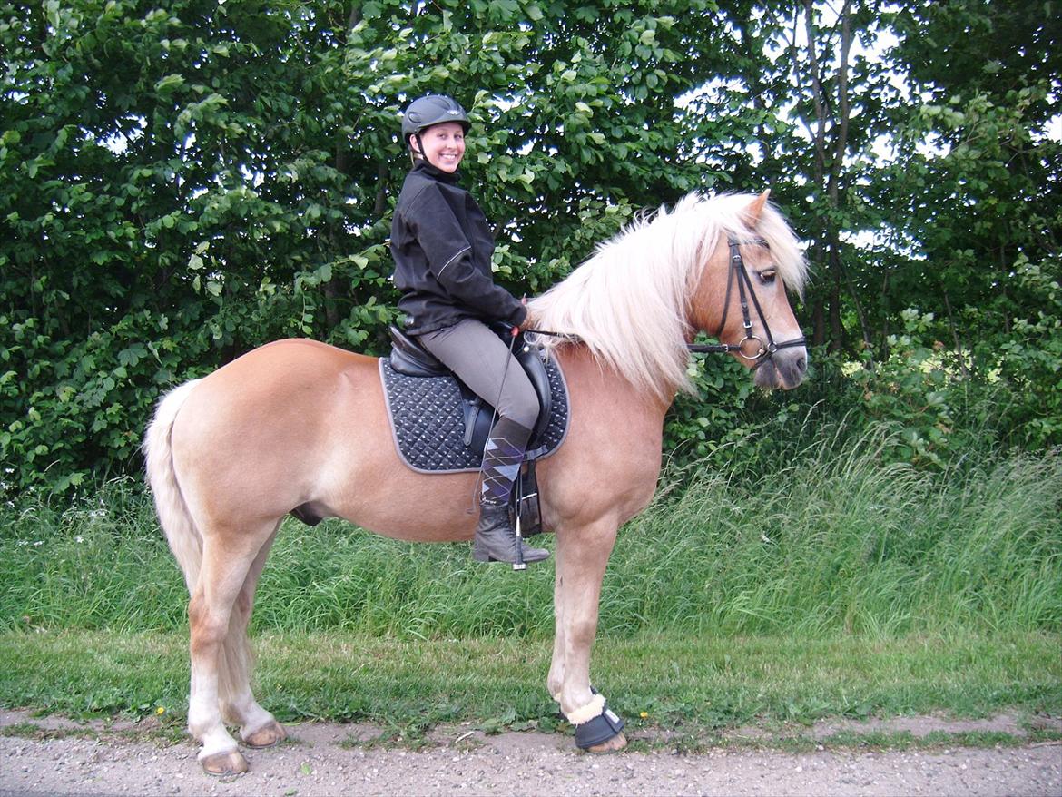 Tyroler Haflinger Story - Inden en skovtur 5. juni 2012 :-) Skønt at ride ham igen! billede 12