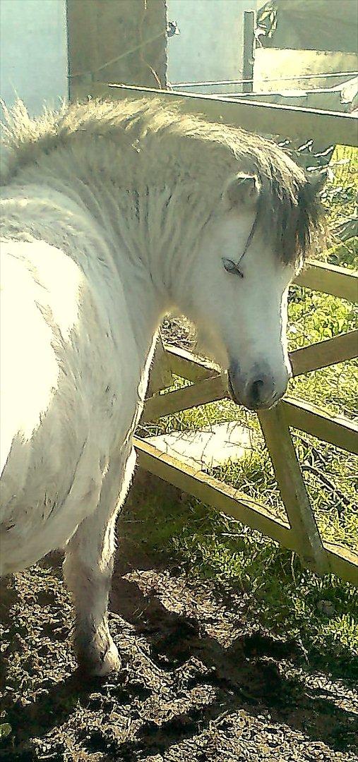 Anden særlig race Star - feriepony - MullePulle <3 billede 16