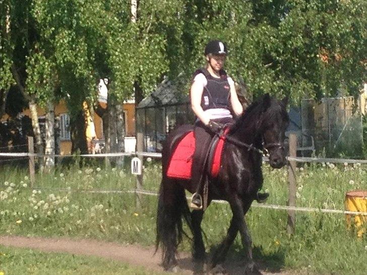Fell pony Bakkely's Bella *Prinsessen* SOLGT:'( - No matter what happens - You will always be my friend!<3

Bella og jeg en almindelig dag<3 billede 4