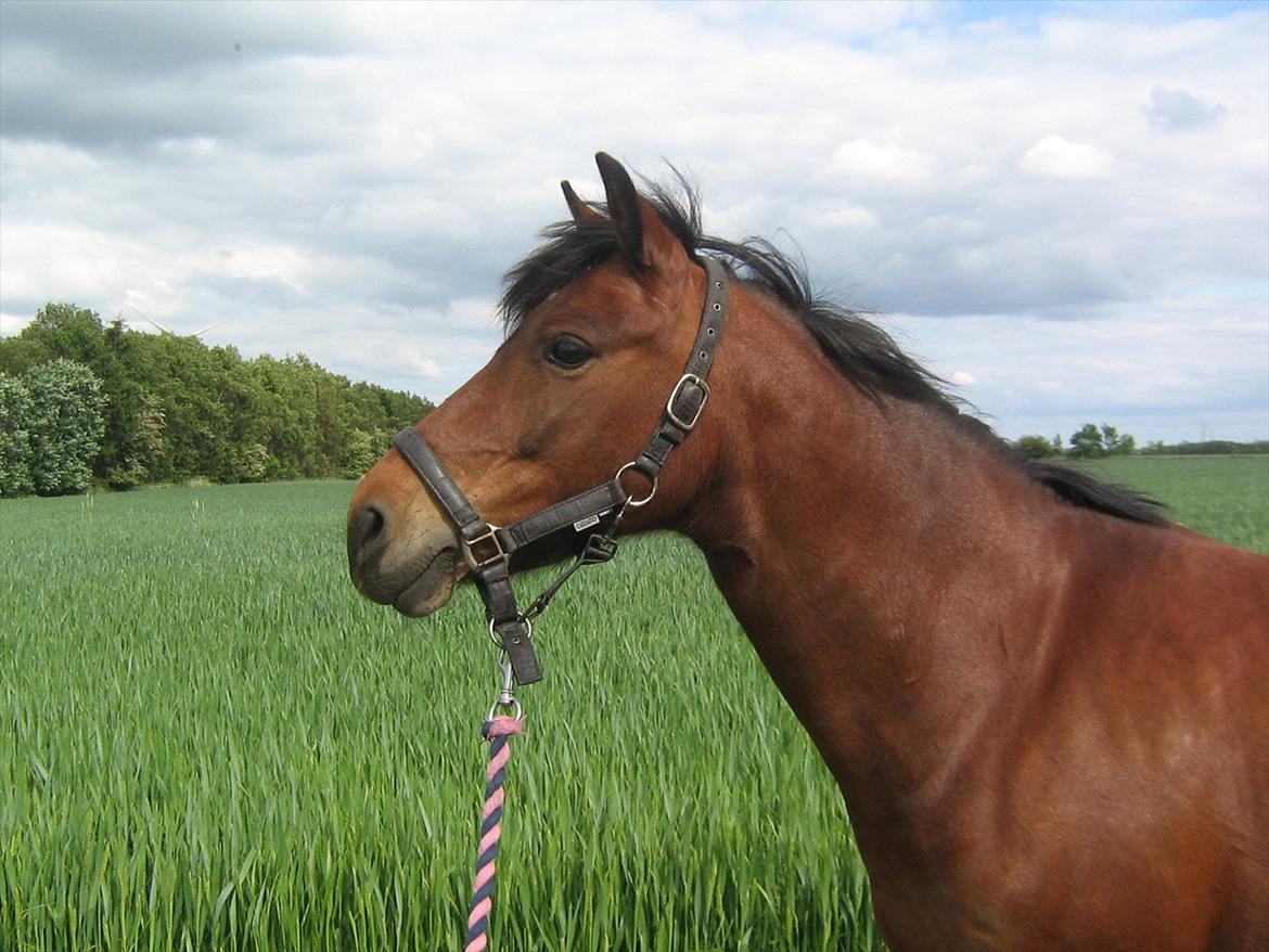 Anden særlig race Tøzen billede 1