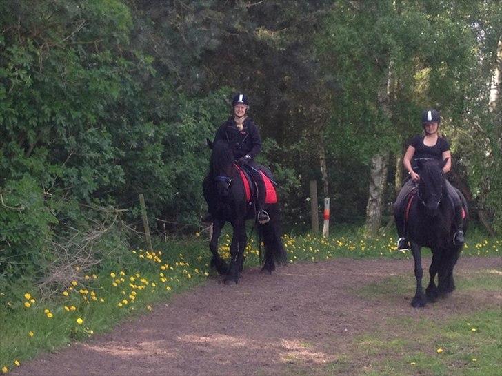 Fell pony Bakkely's Bella *Prinsessen* SOLGT:'( - Fra venstre: Bakkely's Bella og Mig, Bakkely's Stella og Sara Brix<3 billede 6