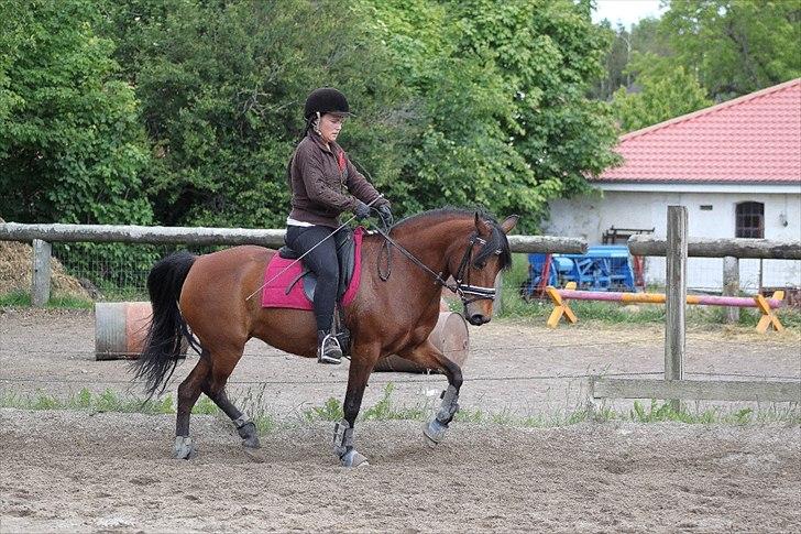 Anden særlig race Moonlight billede 1