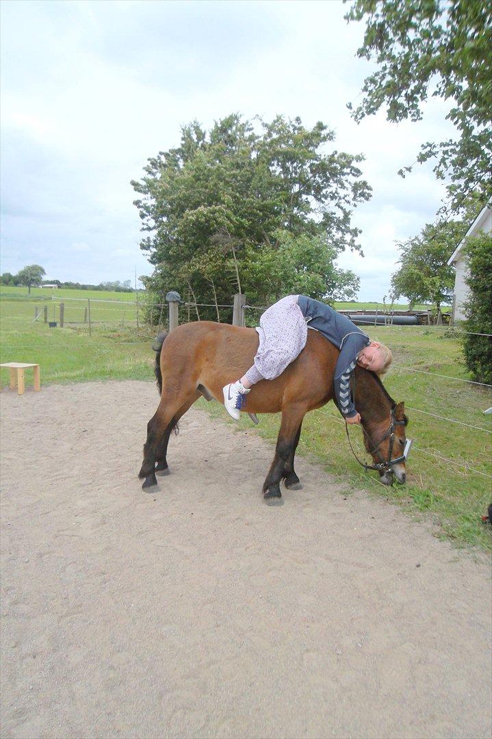 Dartmoor Viktor lund billede 5