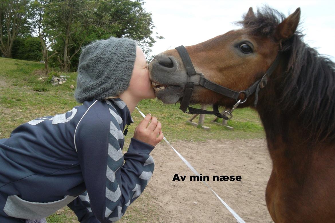 Dartmoor Viktor lund billede 14