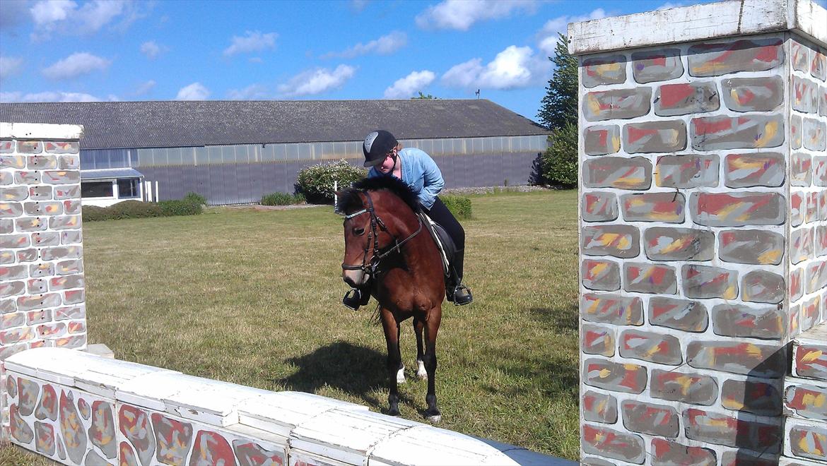 Anden særlig race Bitteby's Tulle.  - Os ved siden af den mur vi lige havde sprunget! :D ca. 60 cm. billede 19