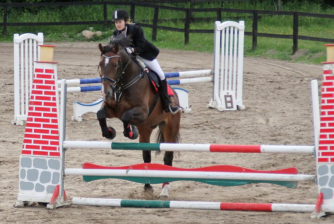 Oldenborg • Malibu af Toftelundgaard • - NSR d. 05.06.12
85cm fejlfri  billede 15