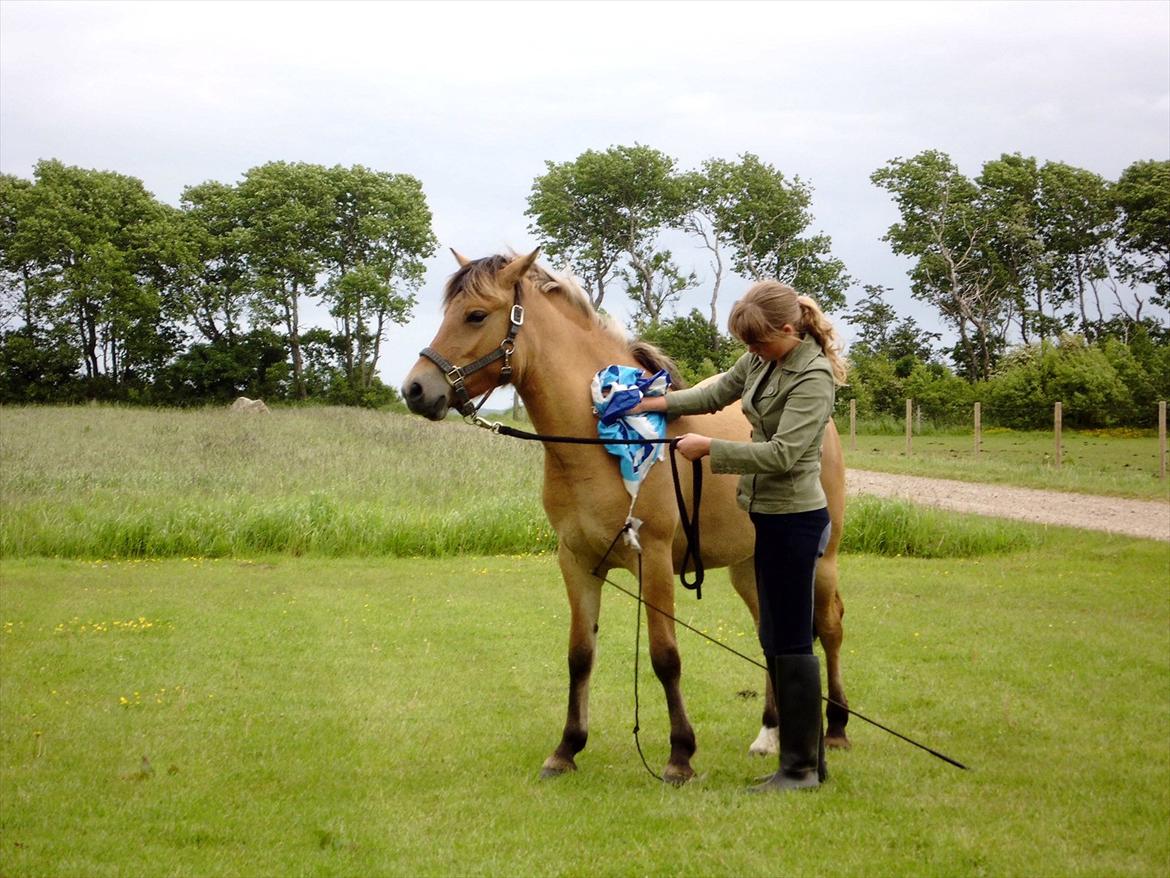 Anden særlig race Mandy - 4. juni 2012 Vi øver med plastik pose, det gik godt efter et stykke tid. Men der gik dog også et stykke tid :') billede 5