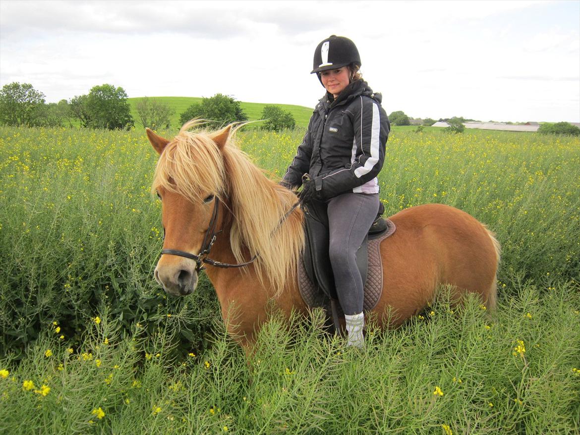 Islænder Emma billede 14