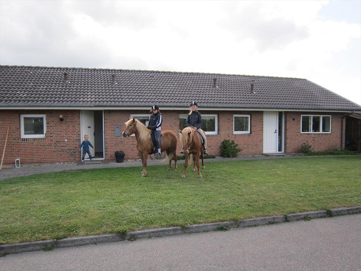 Islænder Emma billede 15