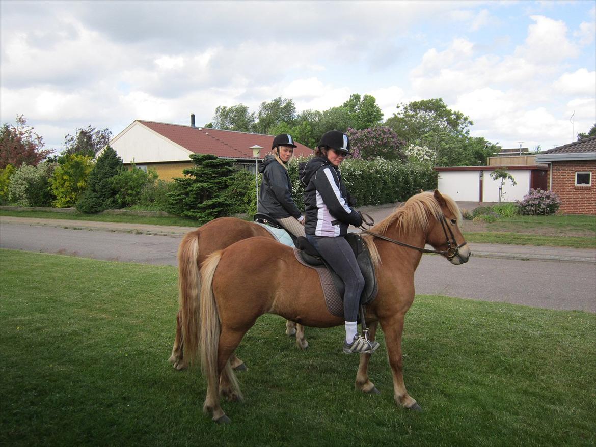 Islænder Emma billede 16