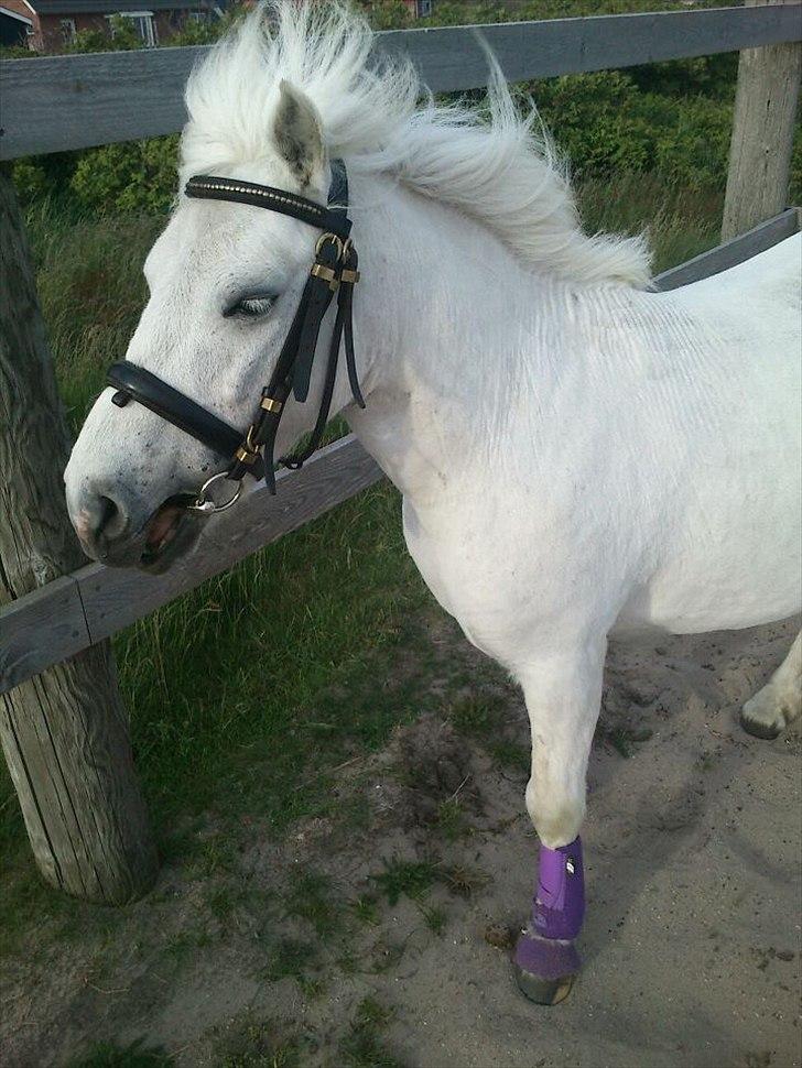 Anden særlig race Awers Lady GaGa billede 3