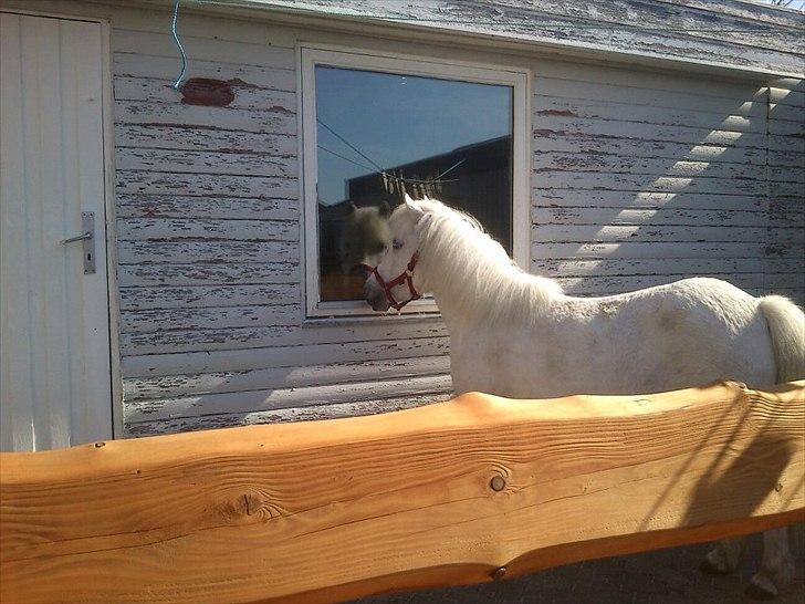 Anden særlig race Awers Lady GaGa billede 5