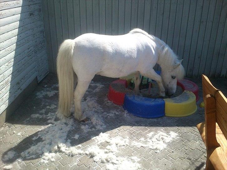 Anden særlig race Awers Lady GaGa - efter lady gaga blev klippet mente hun lige hun skulle lege i min datters sandkasse :) billede 7