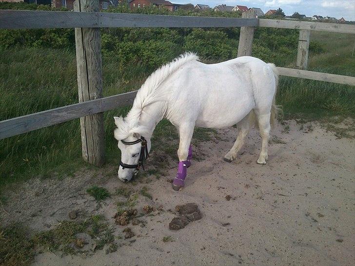 Anden særlig race Awers Lady GaGa billede 8