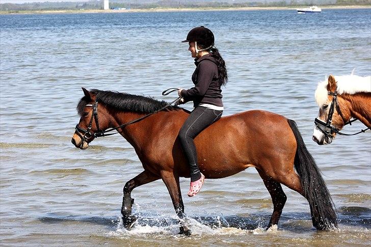 Anden særlig race Moonlight billede 2