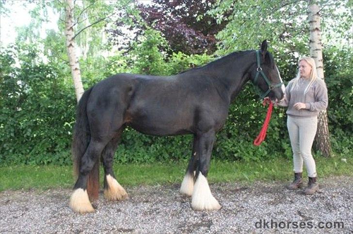 Irish Cob Black Irish Blackie - Afkom 2009, Bakkegårdens Flora billede 17