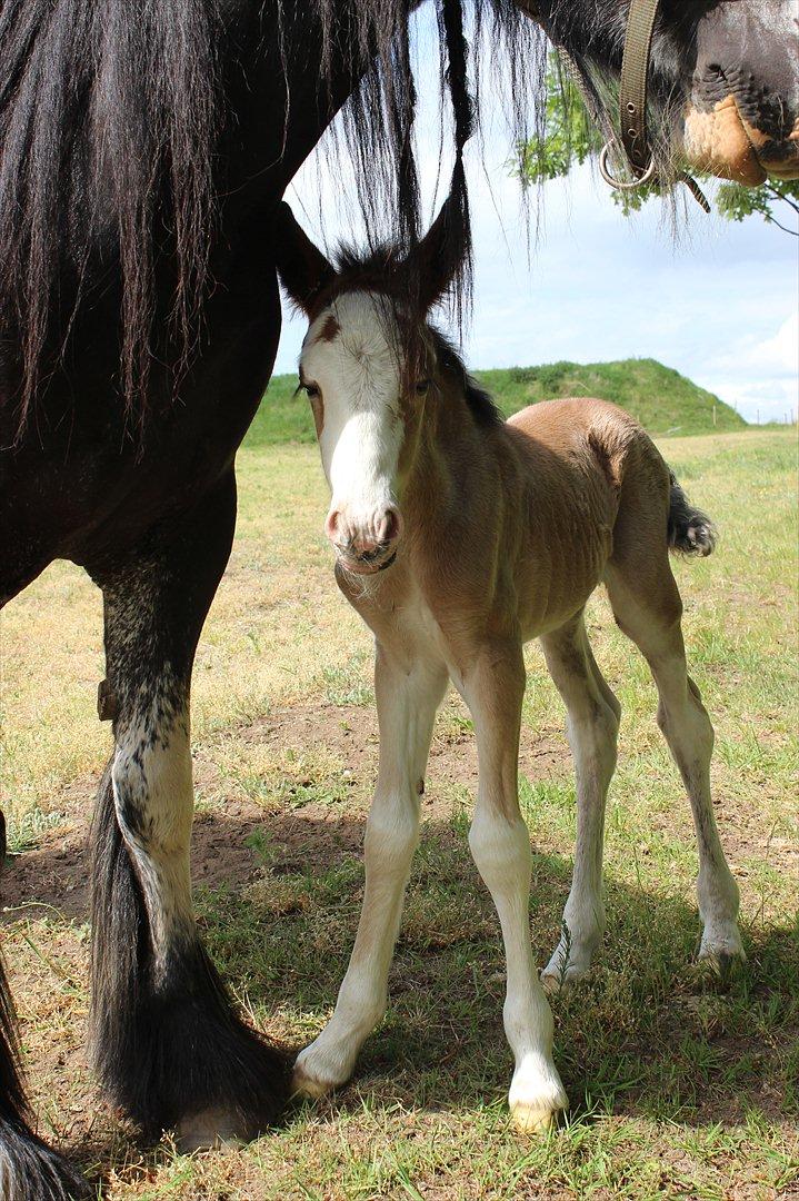 Tinker Nautrup's Noma Abilluca billede 11