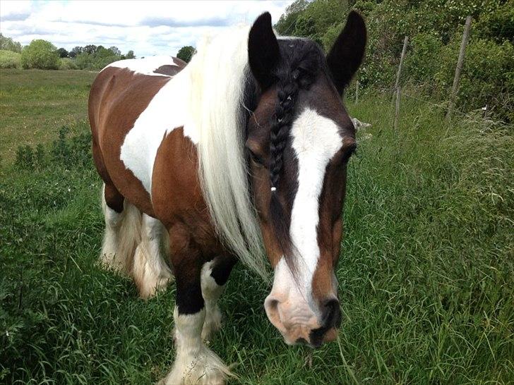 Irish Cob Hero - <3<3<3 billede 16