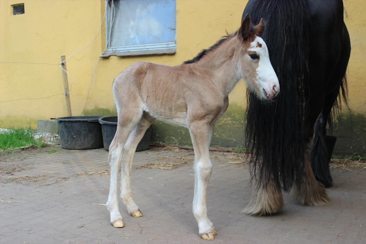 Tinker Nautrup's Noma Abilluca billede 13