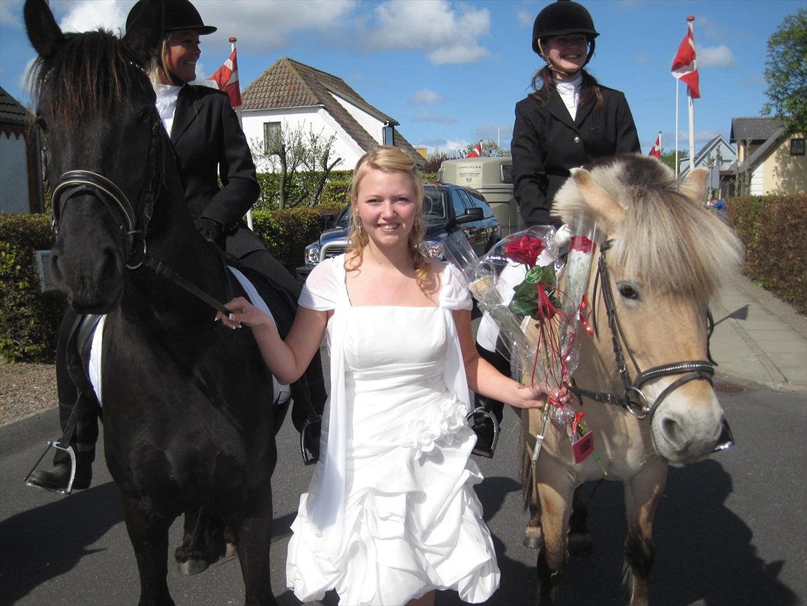 Fjordhest mølhøjs fenja - til min konfirmation:-D<3 billede 16