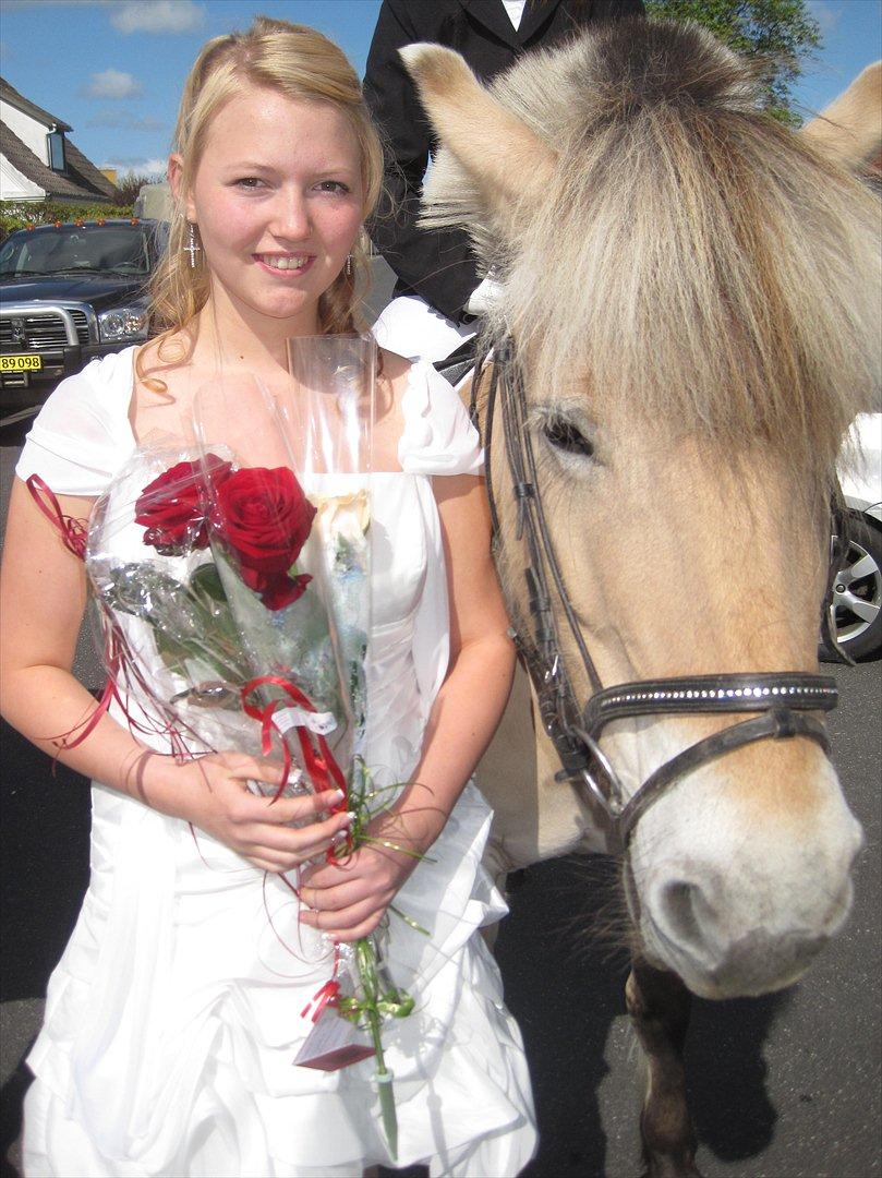 Fjordhest mølhøjs fenja - til min konfirmation:-)<3
 billede 17