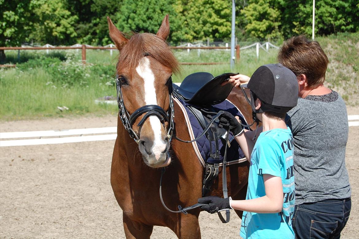 New Forest Kantje's Bardoes - Så er vi ved at være klar til træning:o) billede 7