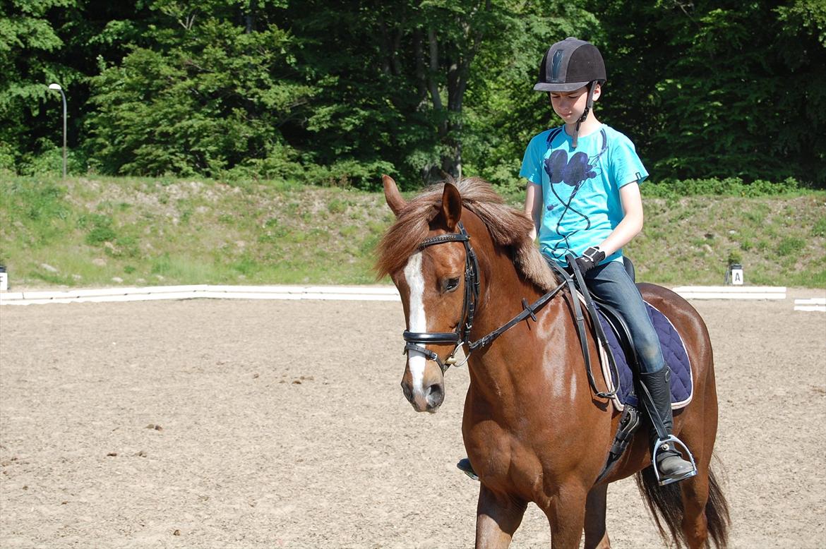 New Forest Kantje's Bardoes - Sommer på hesteryg... billede 8