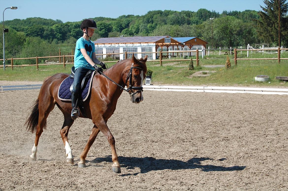 New Forest Kantje's Bardoes billede 9