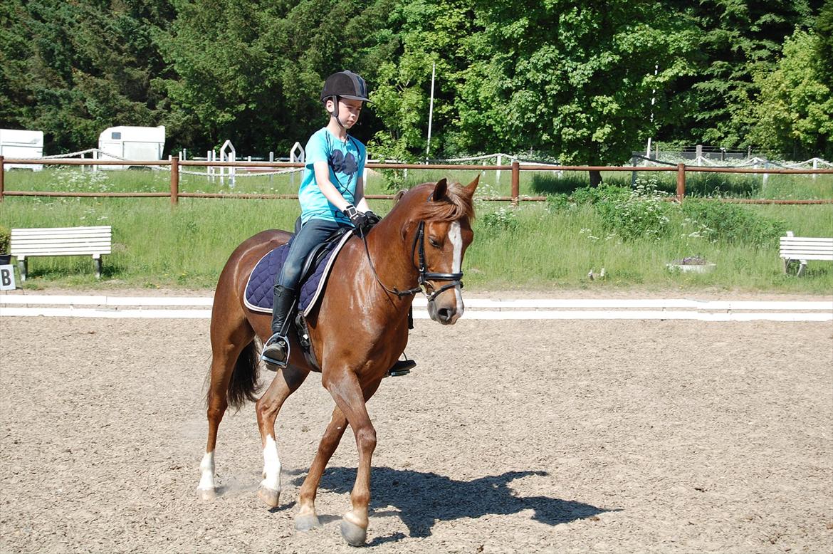 New Forest Kantje's Bardoes billede 10