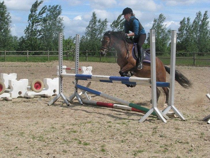 Welsh Pony af Cob-type (sec C) LL. Lundsgårds Jeppe - Cecilie og Jeppe springer 80 cm. Taget d.3/6-12 billede 12