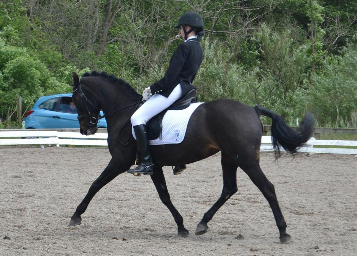 Anden særlig race Natasja (Tusja) - 03.06.12 - Indv. distriktsmesterskab, finalen, nr. 3 :-) billede 5