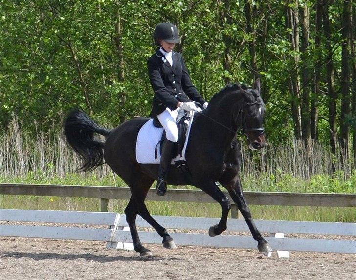 Anden særlig race Natasja (Tusja) - 03.06.12 - Indv. distriktsmesterskab, finale, nr. 3 :-) billede 19