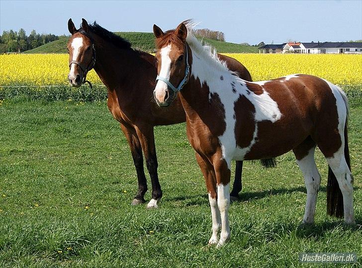 Anden særlig race Sheeba - Sheeba og hendes bedste veninde<3 billede 20