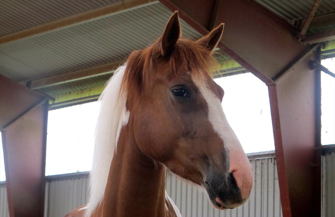 Anden særlig race Sheeba billede 9