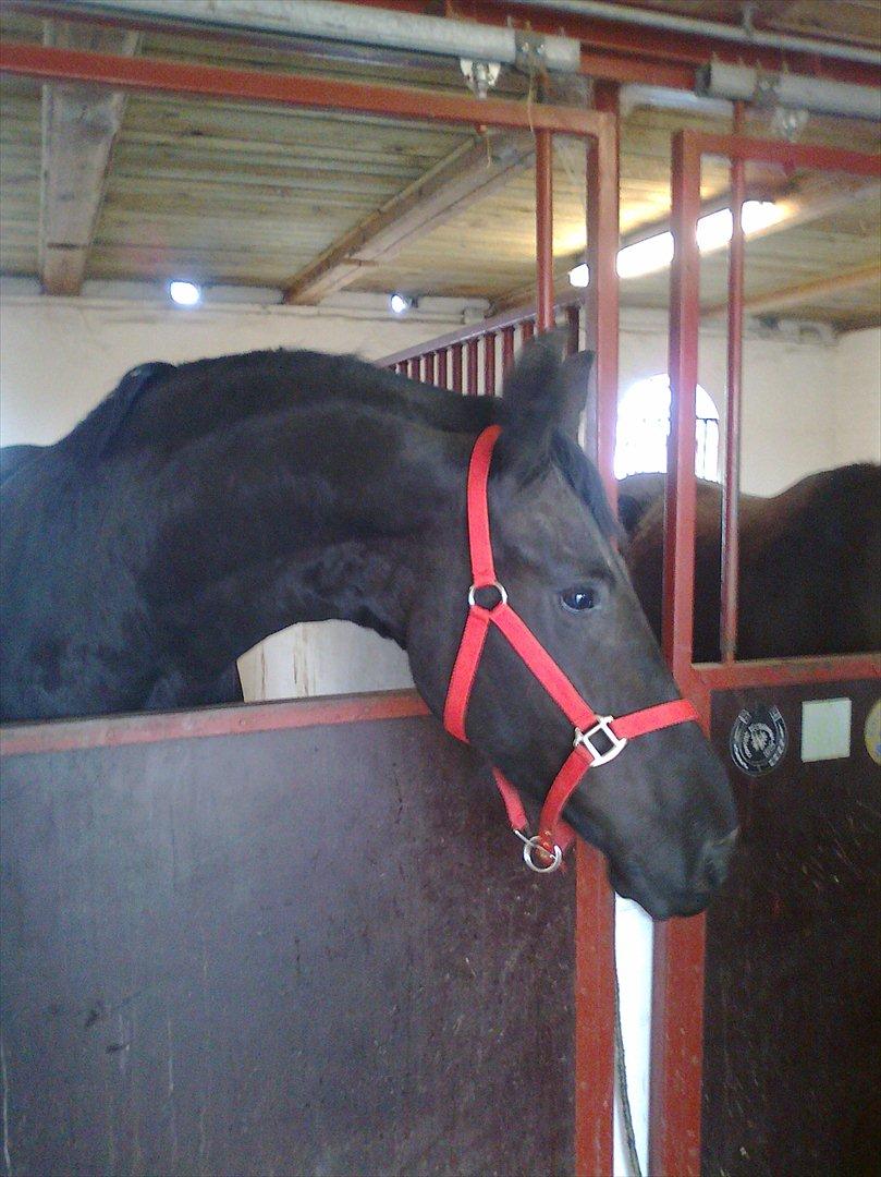 Frieser Wijtske HD billede 12