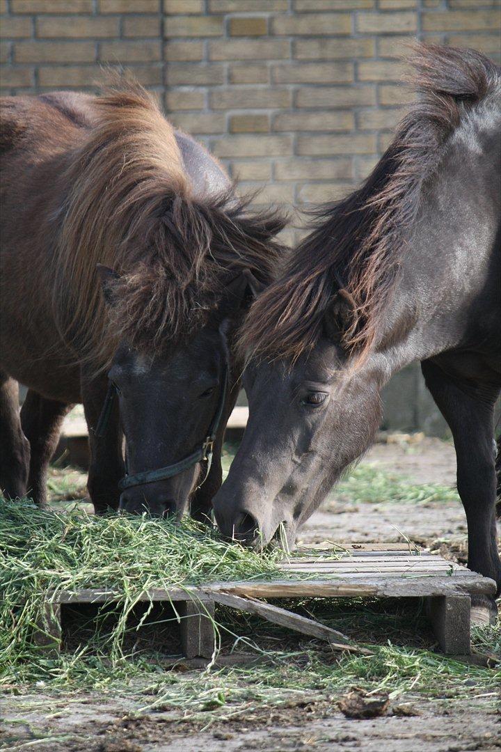 Shetlænder Lise - Foto : Mig / Hanne Viola Pedersen billede 17