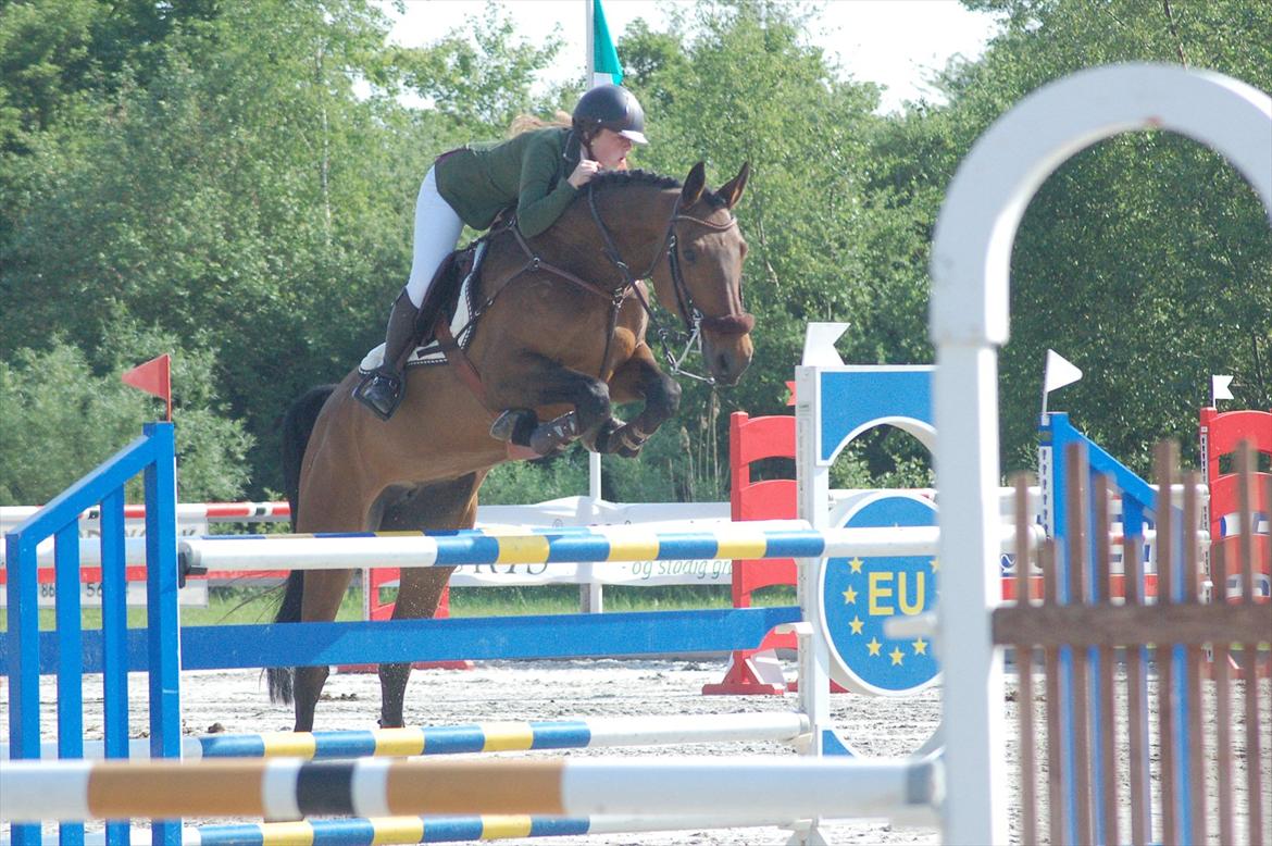 Dansk Varmblod Cassandra Mak (Casse) solgt -  Casse CSI**, Nordic Development 2012  billede 12