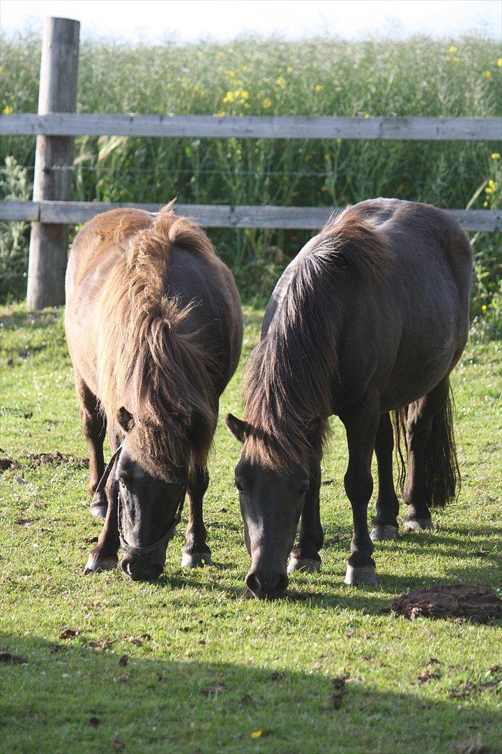 Shetlænder Jægergårdens Hikki - Foto : Mig / Hanne Viola Pedersen billede 16