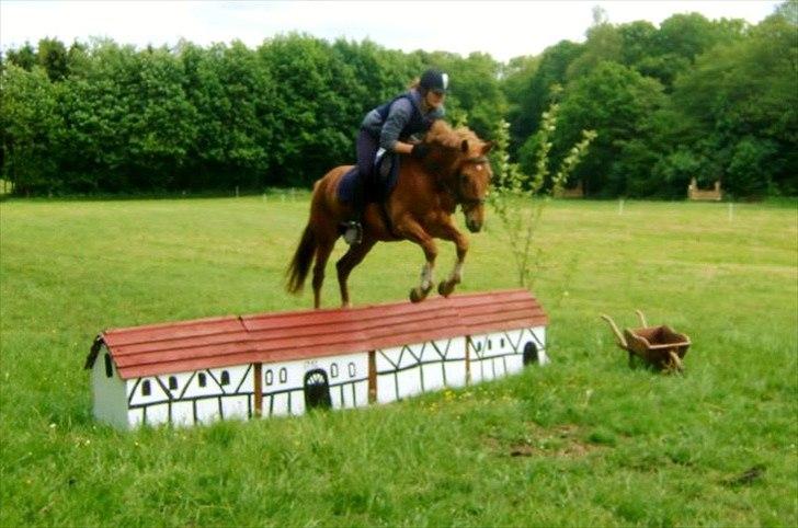 Tysk Sportspony Bacardi - I terrænet i Haslev 31.05.12 :-D billede 2