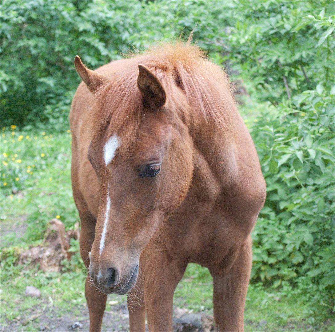 Anden særlig race Enghavegårds Shan billede 1