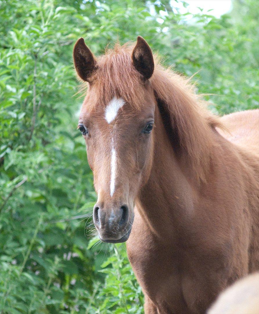 Anden særlig race Enghavegårds Shan billede 2