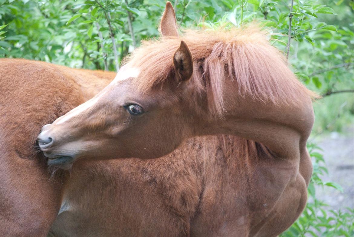 Anden særlig race Enghavegårds Shan billede 3
