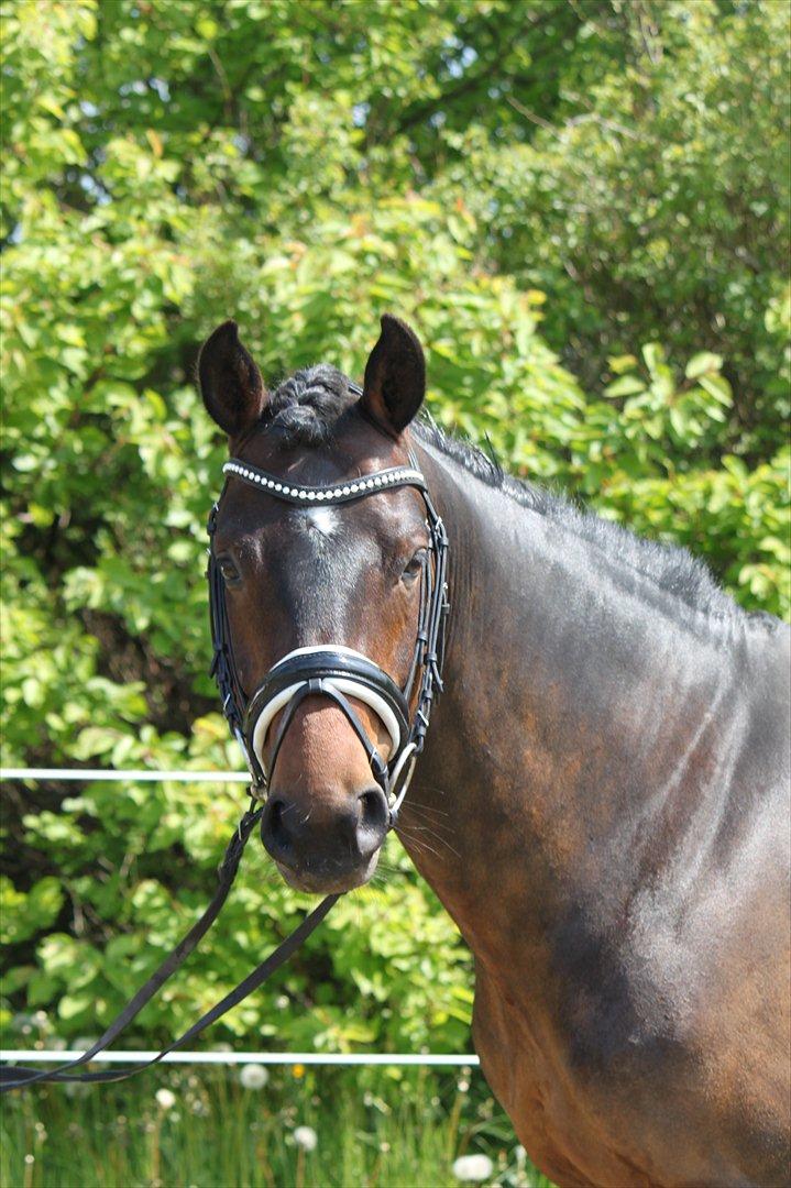 New Forest Lundemarksgårds Layout billede 15