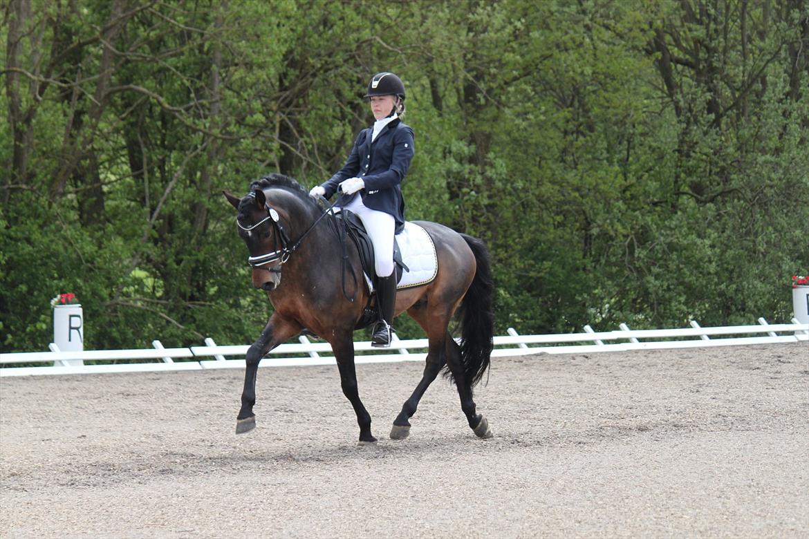 New Forest Lundemarksgårds Layout billede 6