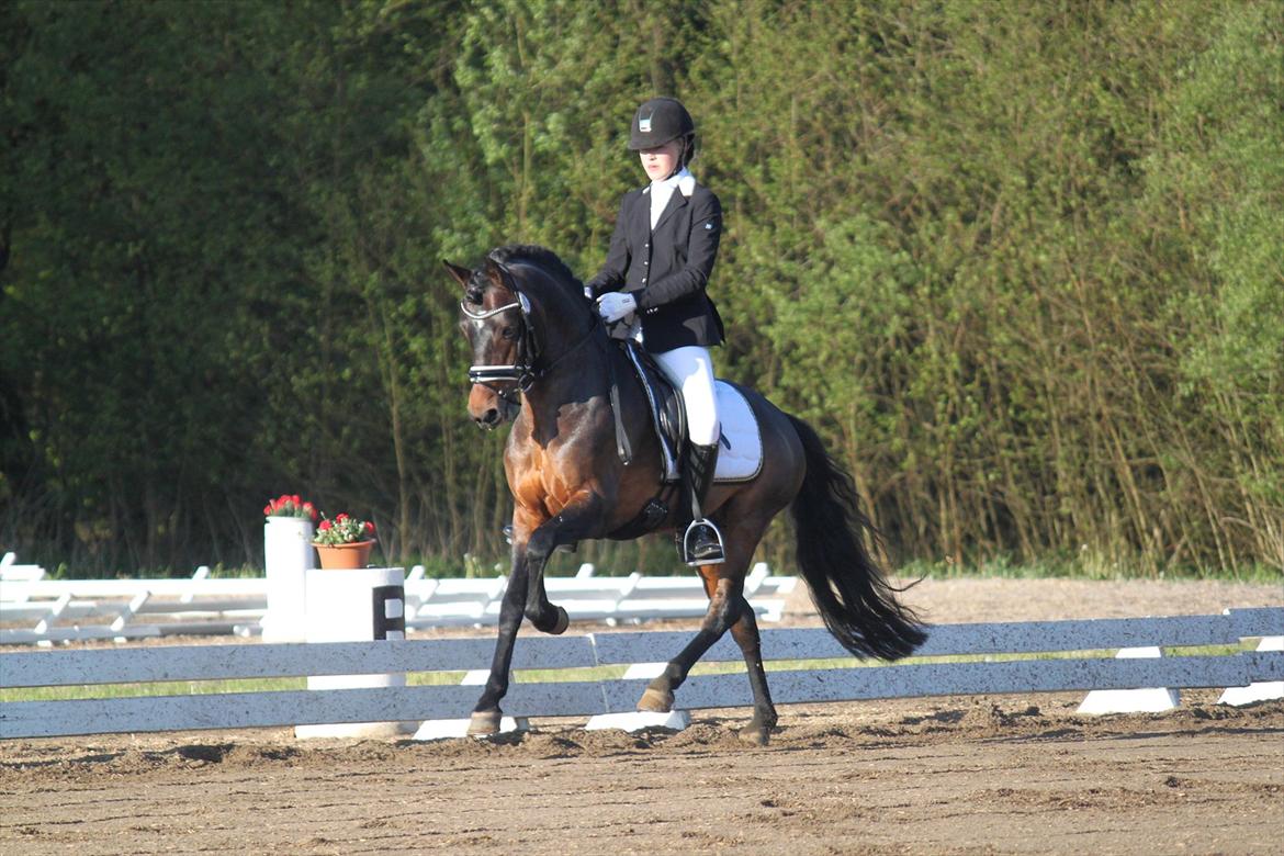 New Forest Lundemarksgårds Layout billede 17