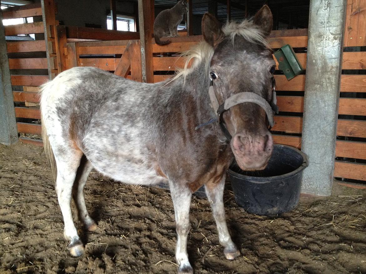 Anden særlig race musse billede 11