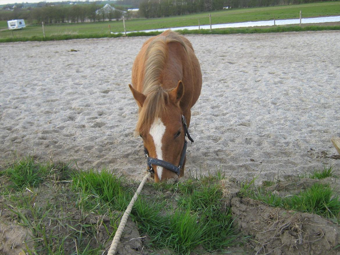 Anden særlig race Fozzie ( solgt ) billede 3