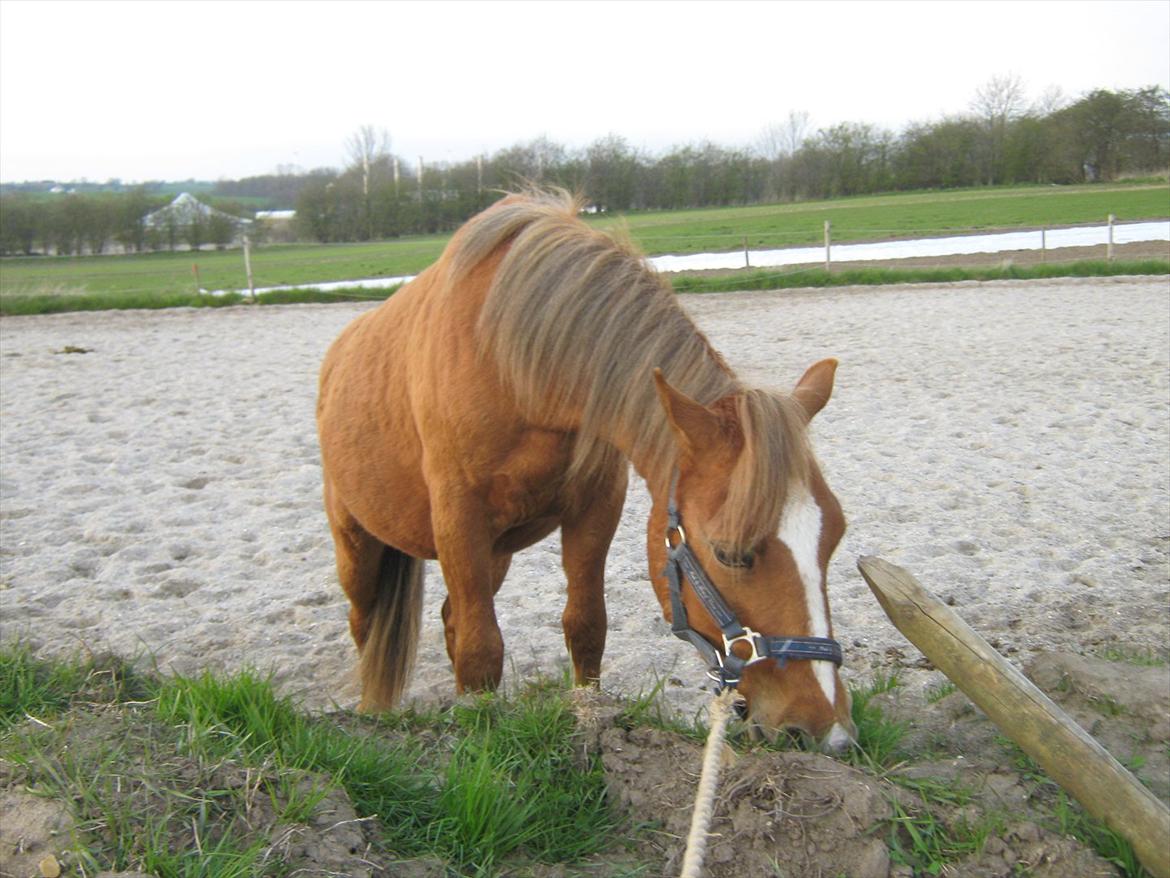 Anden særlig race Fozzie ( solgt ) billede 4